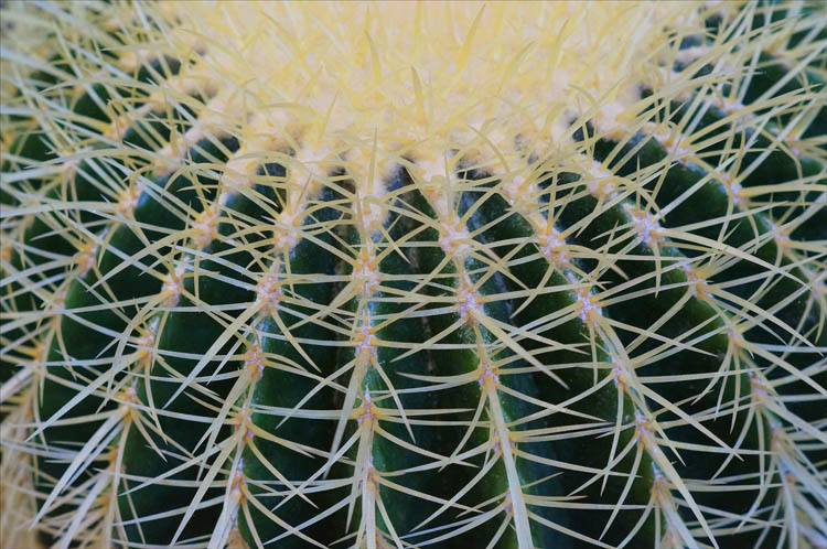 cactus.jpg