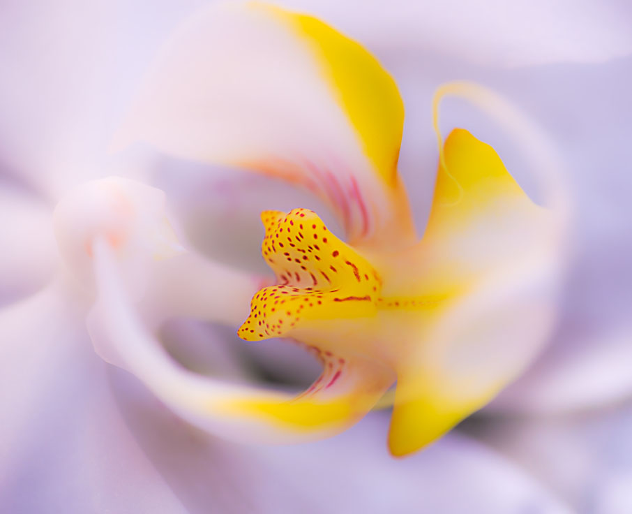Orchid.jpg