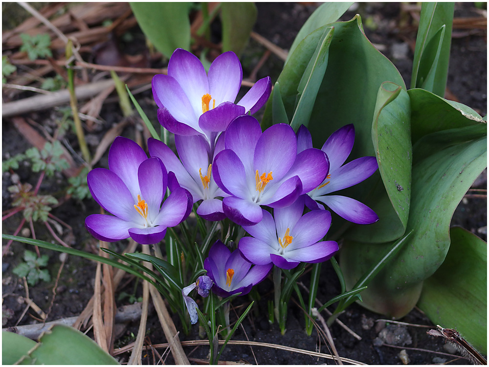 019 First Crocus.jpg