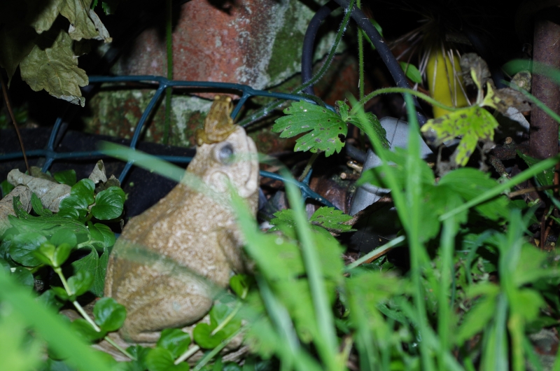 frog.jpg