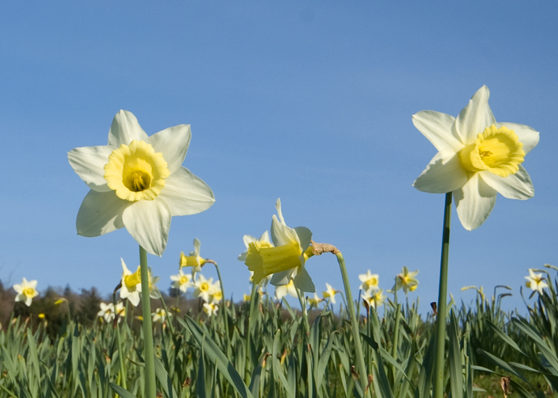 Daffs.jpg