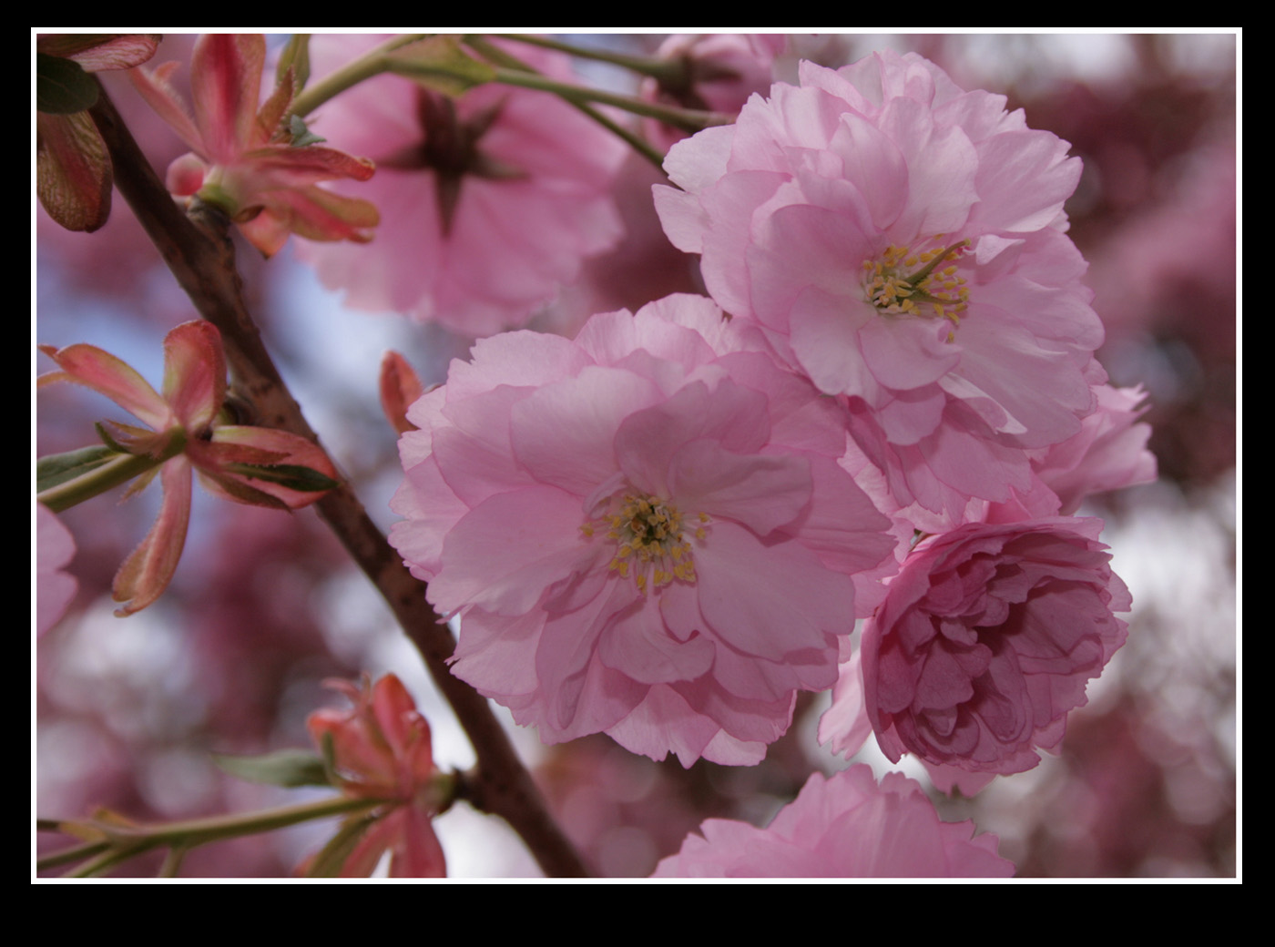 Signs of Spring.jpg