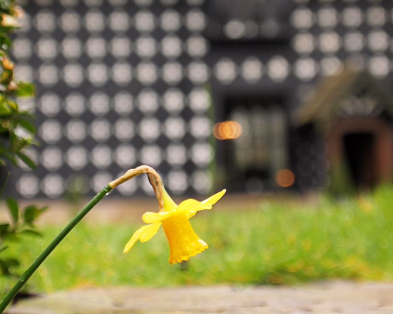 Dafodil @ Salmesbury Hall.jpg