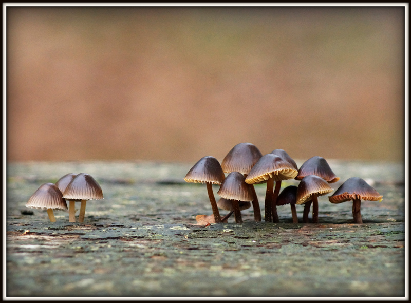 mushrooms.jpg