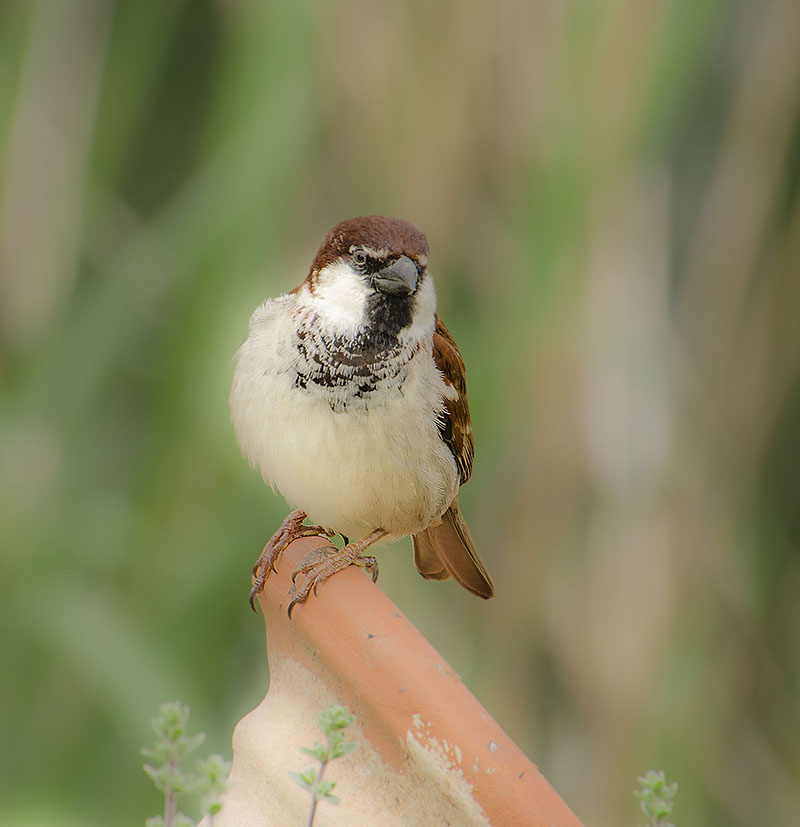 Common Sparrow