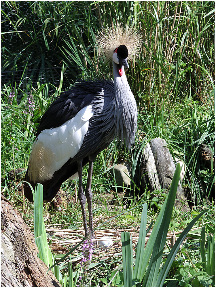 063 Crane and Egg.jpg