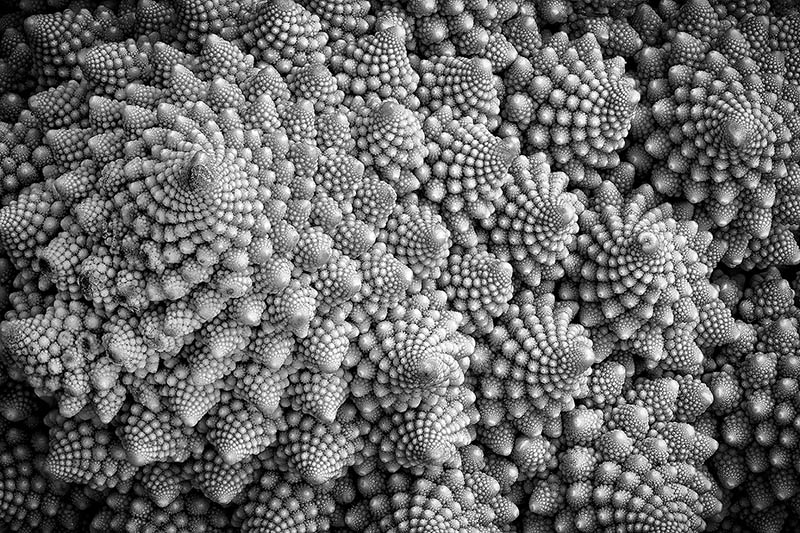 Romanesco Broccoli2.jpg