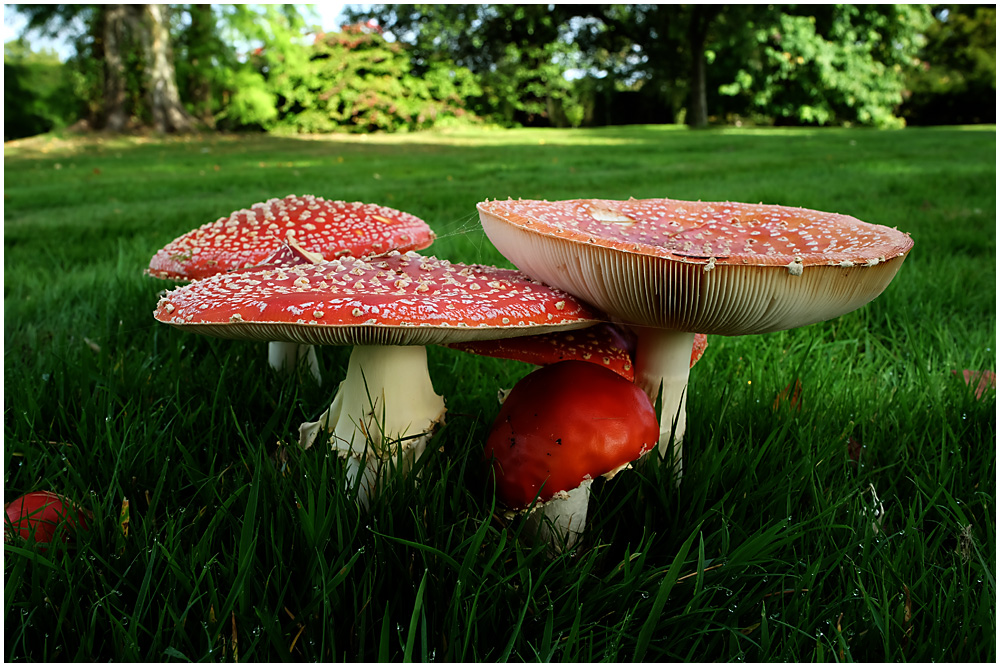014 Fly Agaric 3.jpg