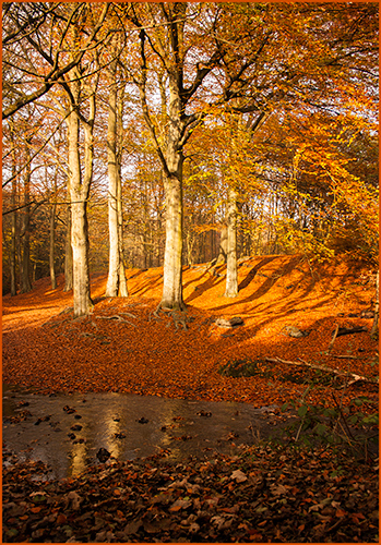 Borsdane Wood