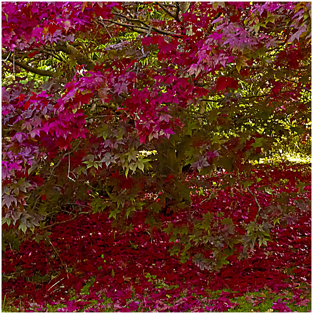 168 Autumn Colour.jpg