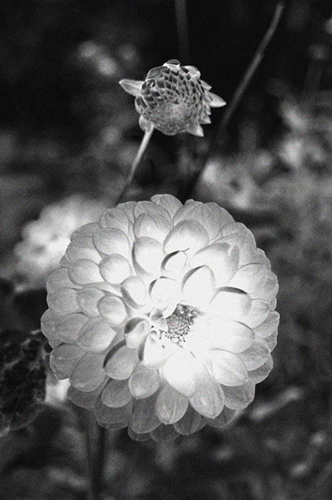 flower IR for forum.jpg