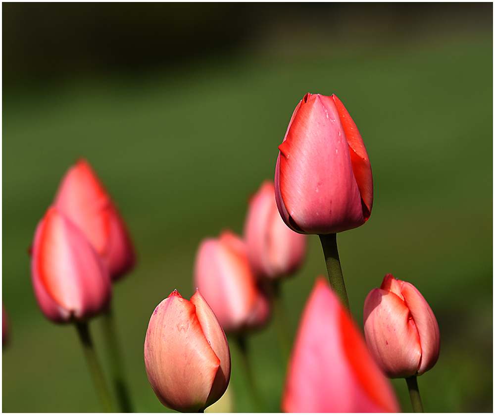 022 Smooth Trans Focus Tulips.jpg