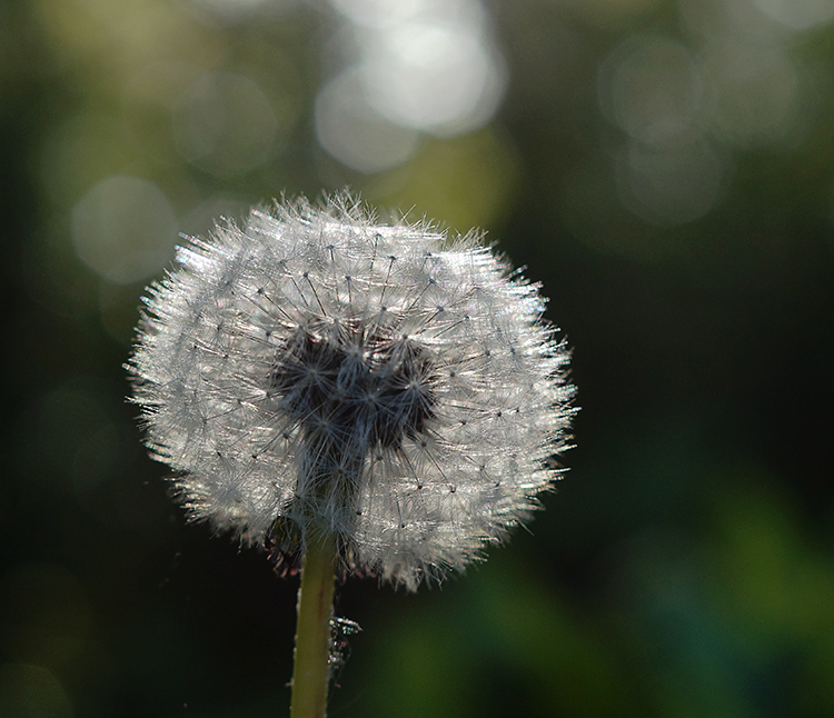 dandelion bokeh.jpg