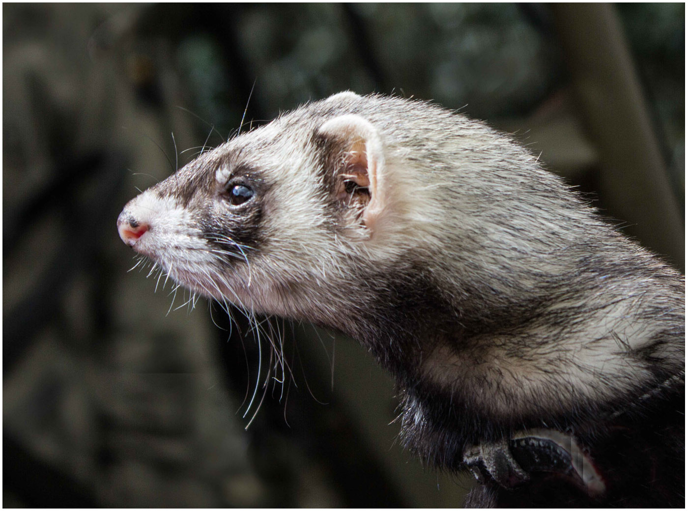 Ferret 2.jpg