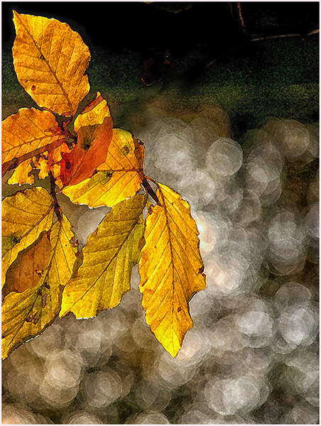 BOKEH 2.jpg