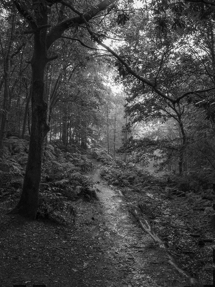 alderley edge trees resized.jpg
