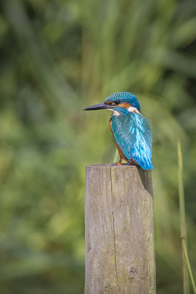 Kingfisher.jpg