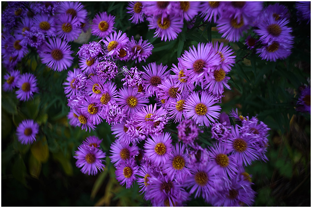 050 Michelmas Daises.jpg