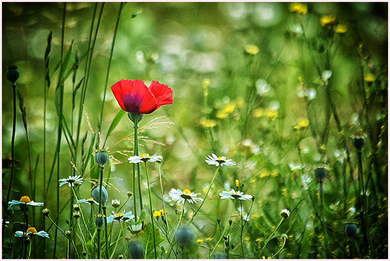 RED, WHITE AND GREEN.jpg
