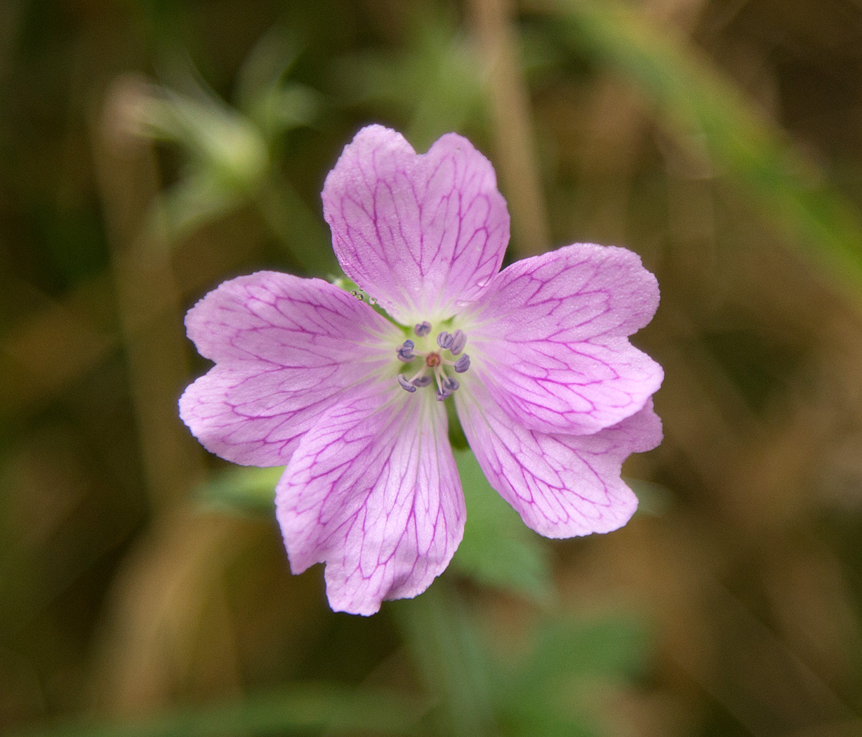 Wild Flower.jpg