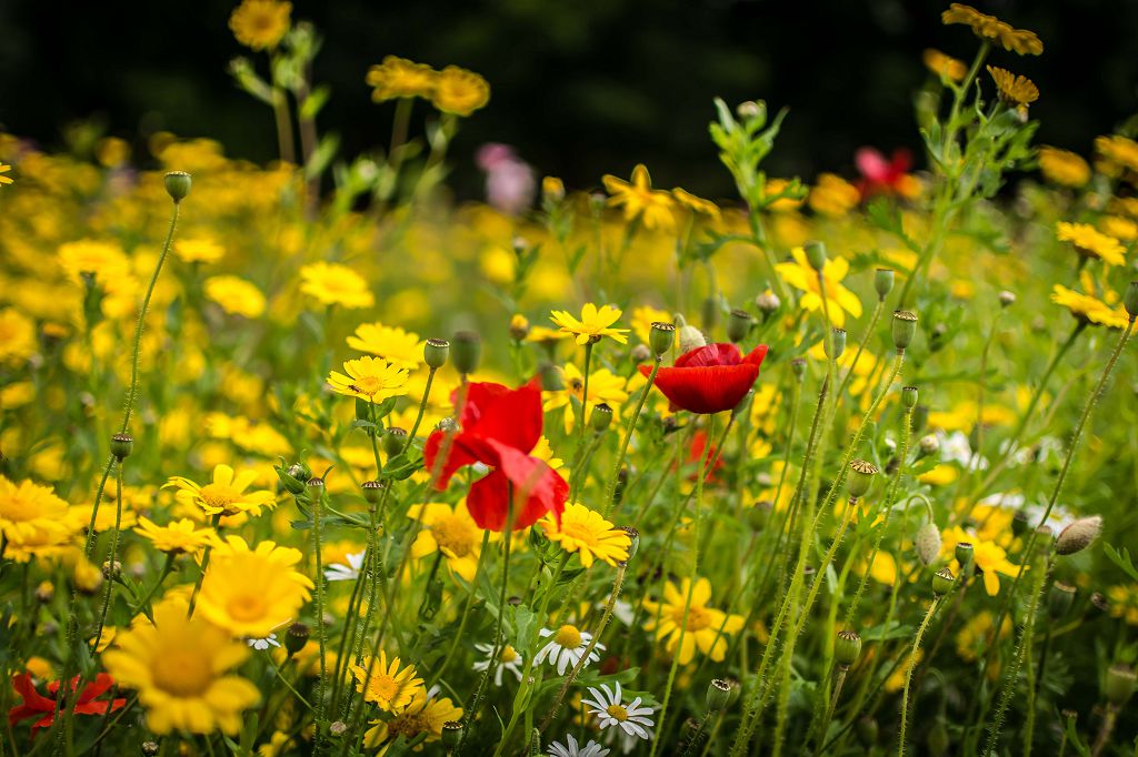 Wild flowers on the field at the entrance to Central Park Westhoughton