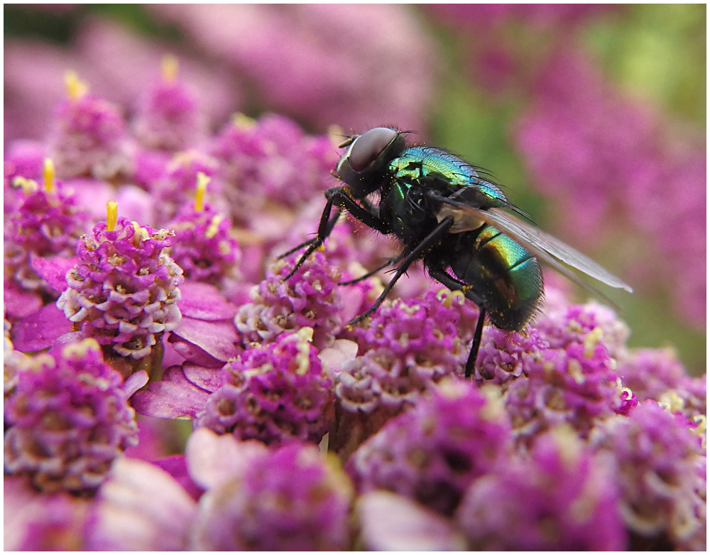 158 Blue Fly.jpg