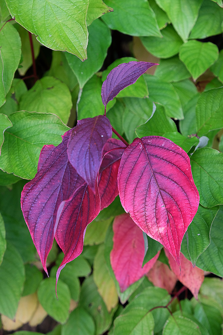 autumn leaves pennington.jpg