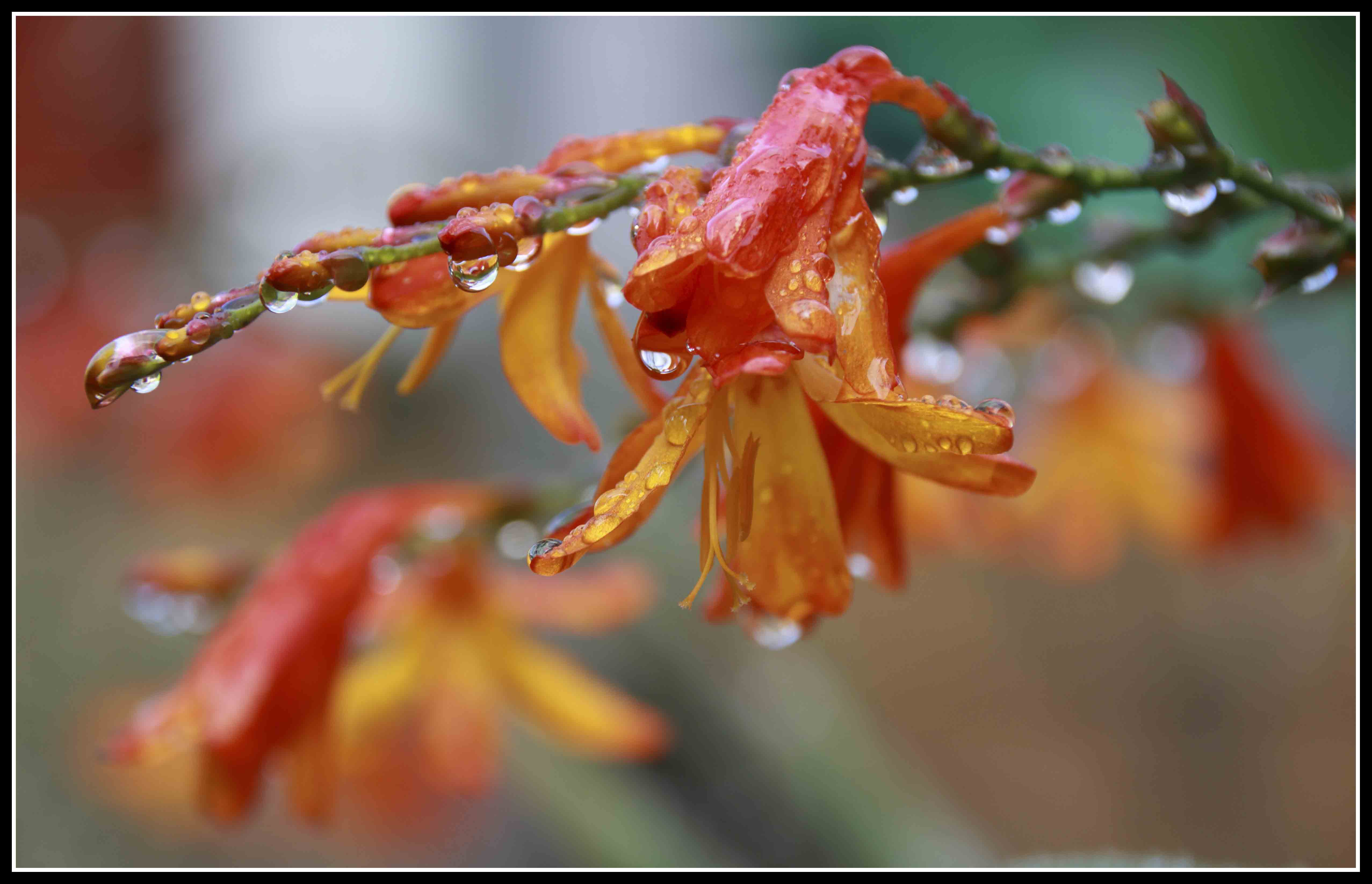 crocosmia crocosmiliflora.jpg