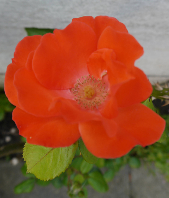 Flower Power.jpg