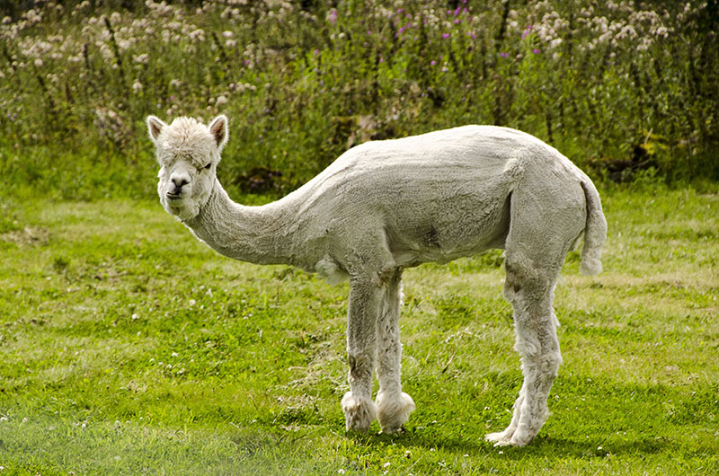 Bad Hair Day - Llama Farmer Did It!.jpg