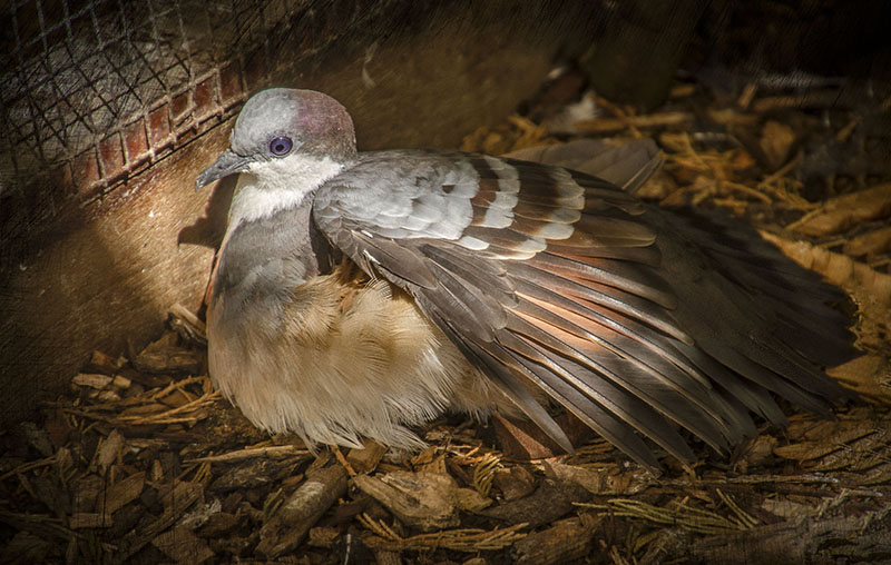 Pigeon 800.jpg