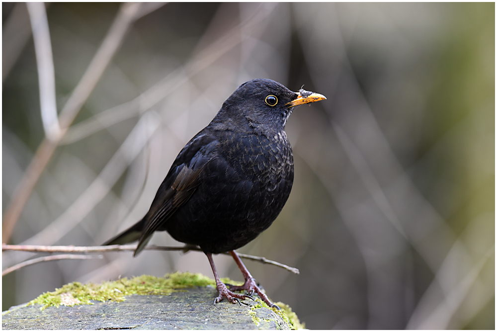 016 Blackbird.jpg