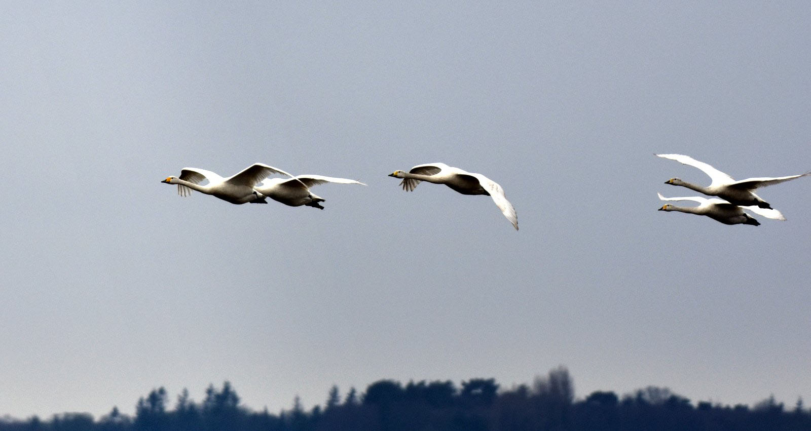 flying.jpg