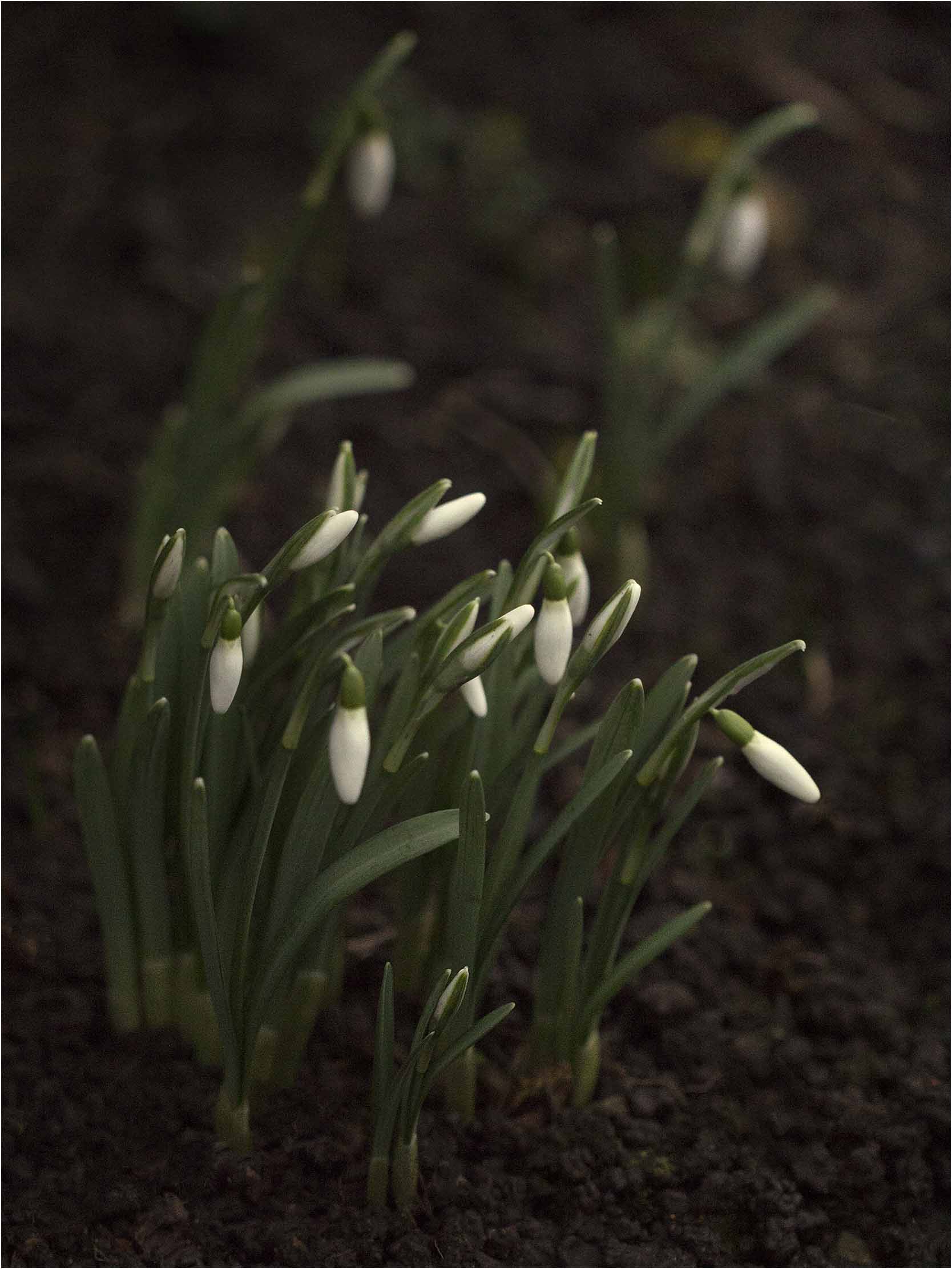 Suddenly noticed these in the garden.  Reminds me every year of the continual rebirth of our beautiful world