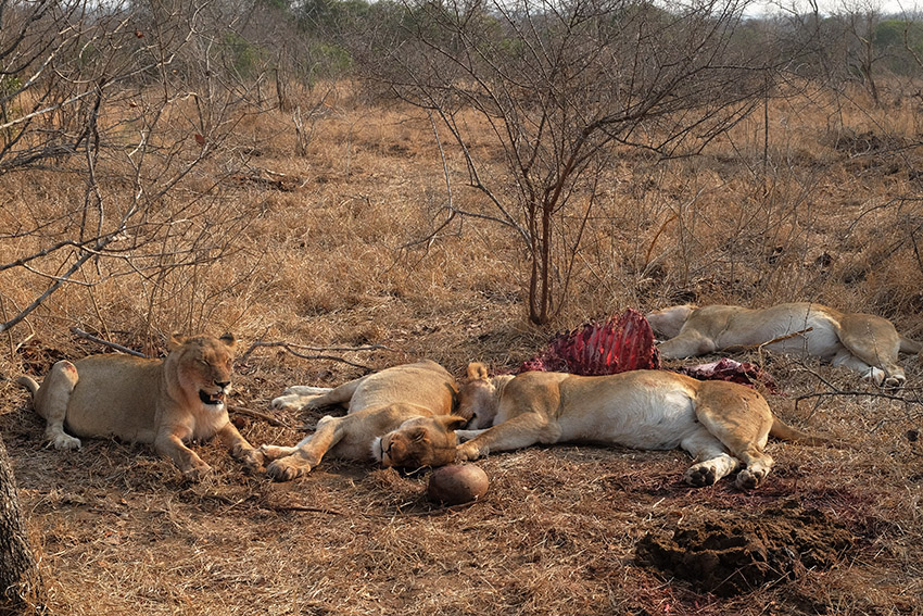 dozing lions.jpg