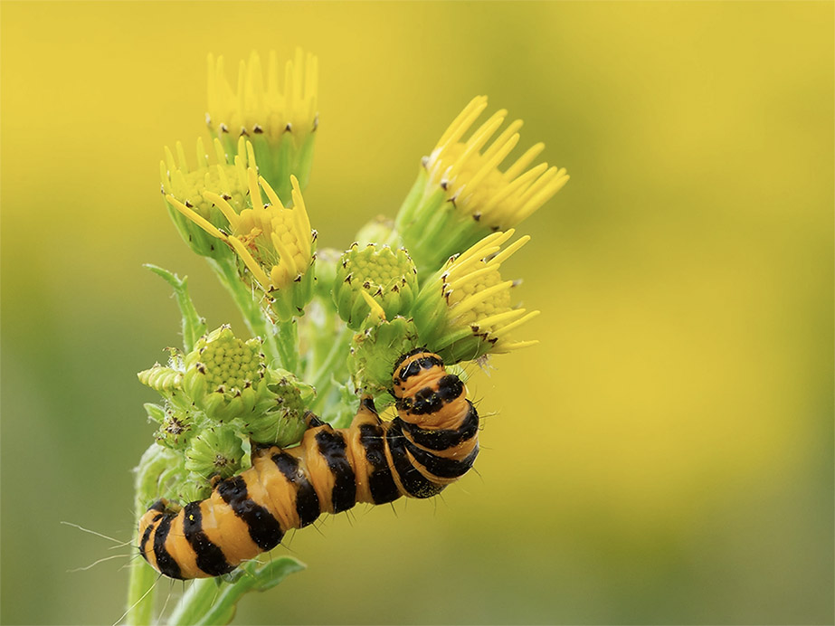 Cinnabar  Moth Caterpillar.jpg