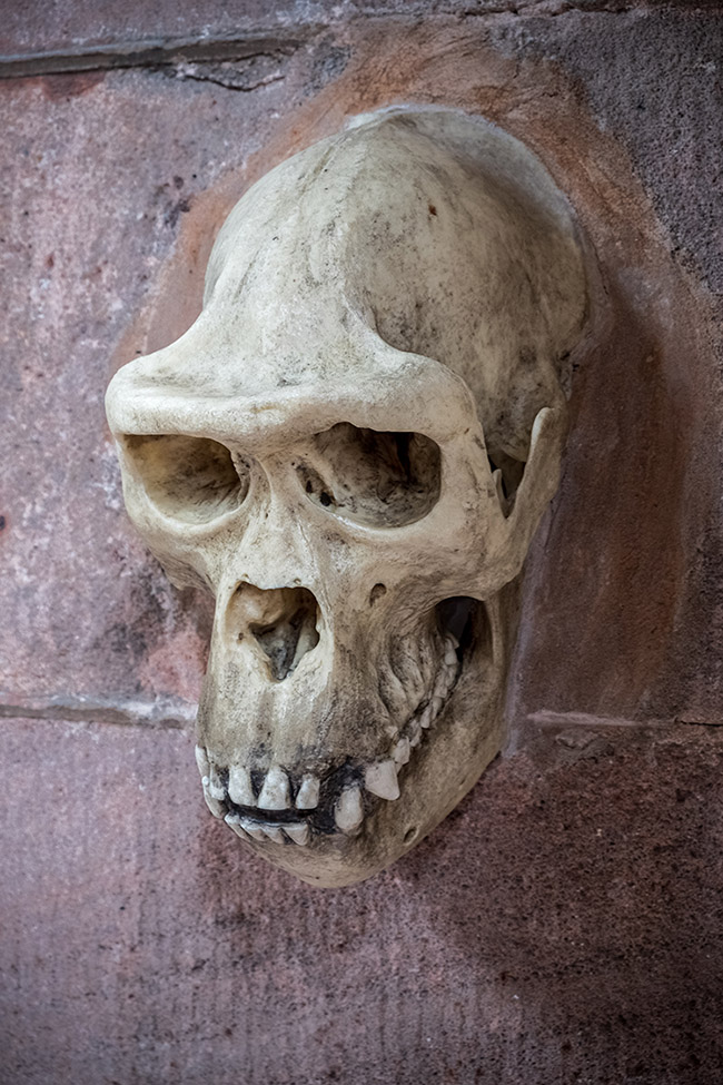 bidulph skull hdr forum.jpg