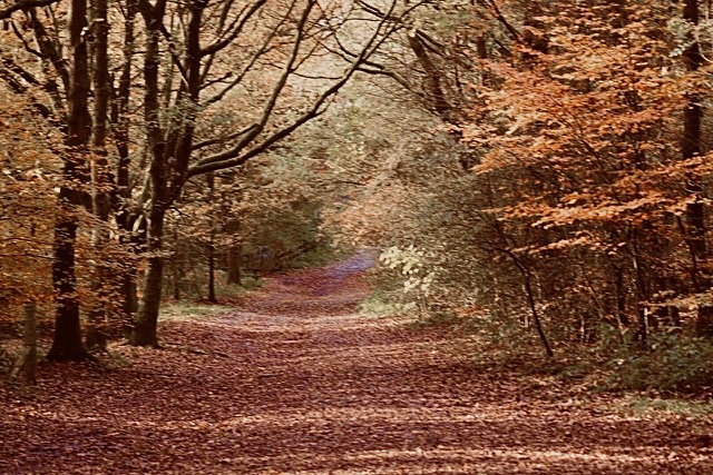 Rivington Walk