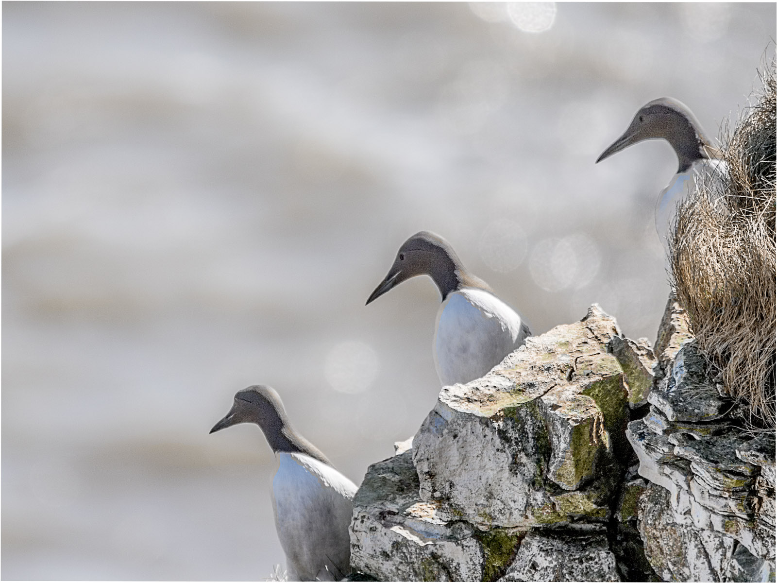 A trio on Bempton Cliffs