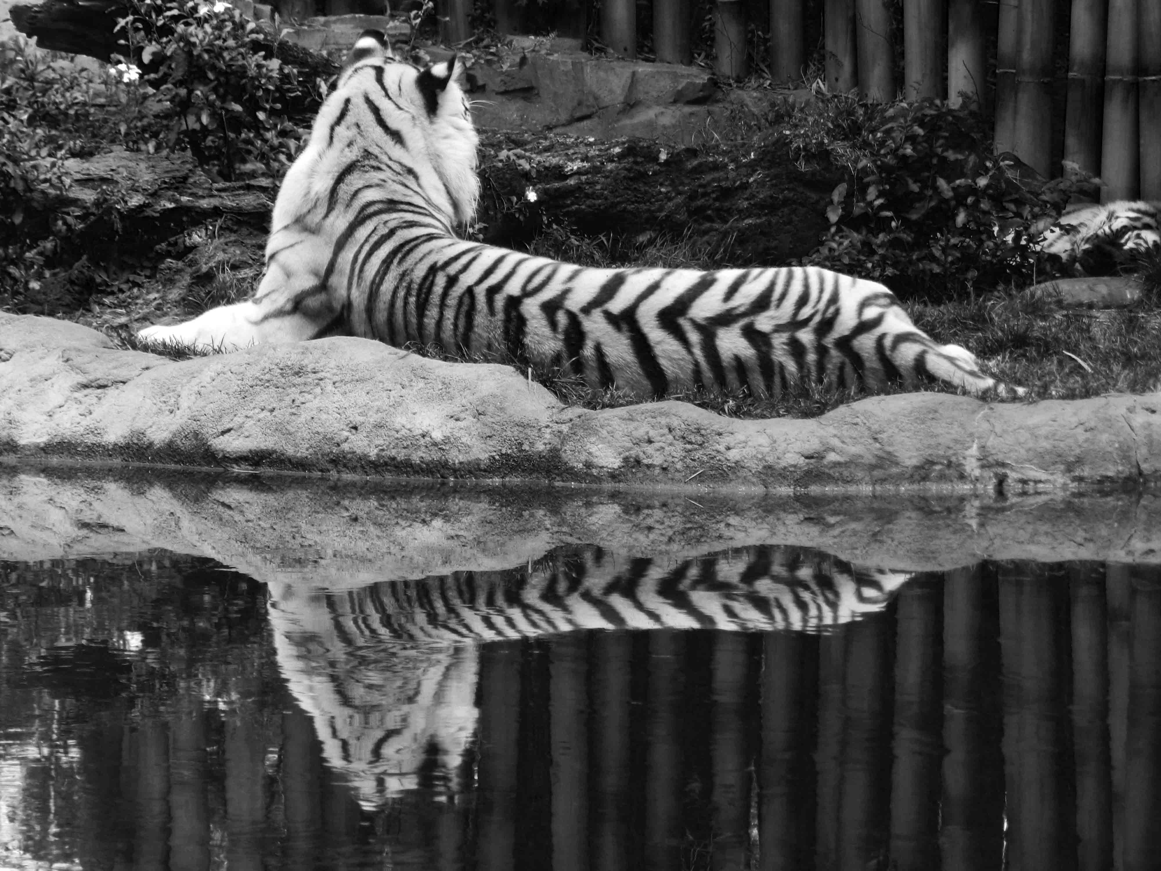 White Tiger.jpg