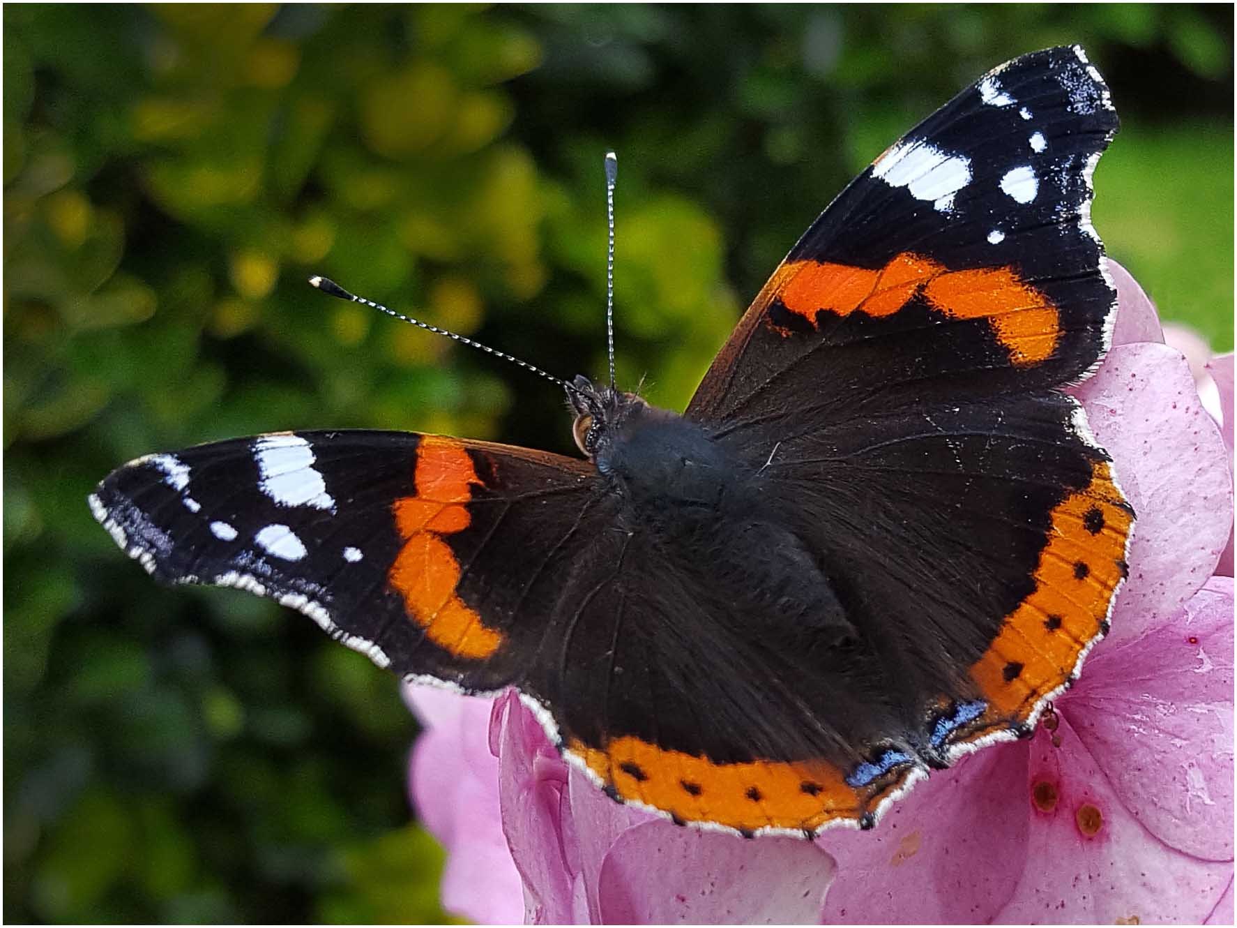 Red Admiral on Hydrangea.jpg