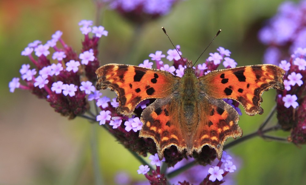 Comma Butterfly.jpg