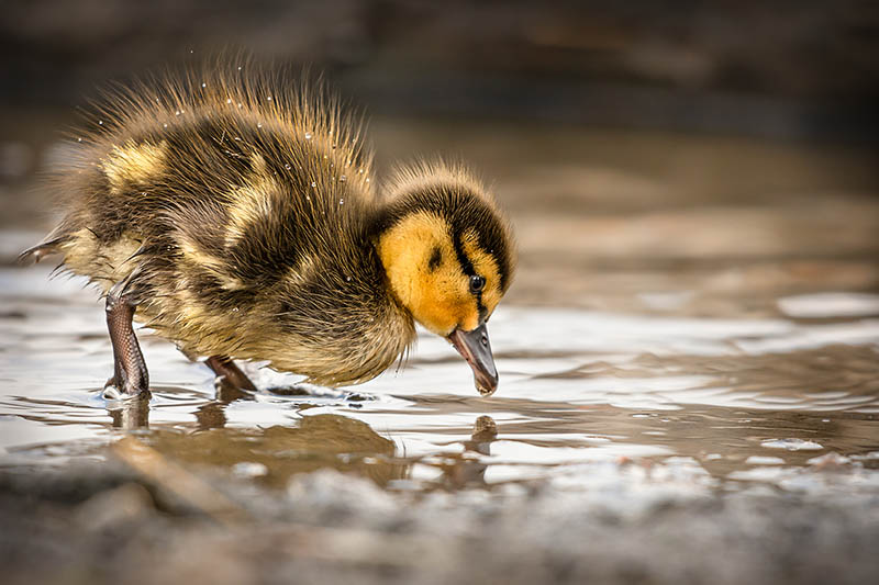 Wading Duckling - 800px.jpg