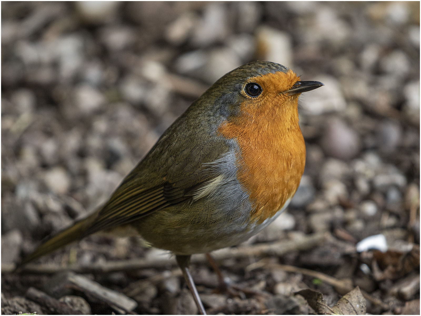 ROBIN.jpg