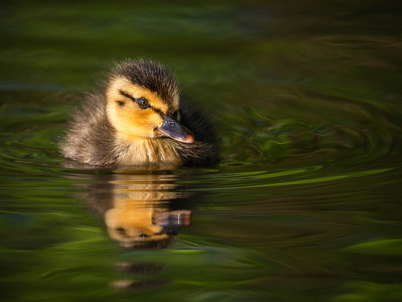 Mallard Duckling.jpg