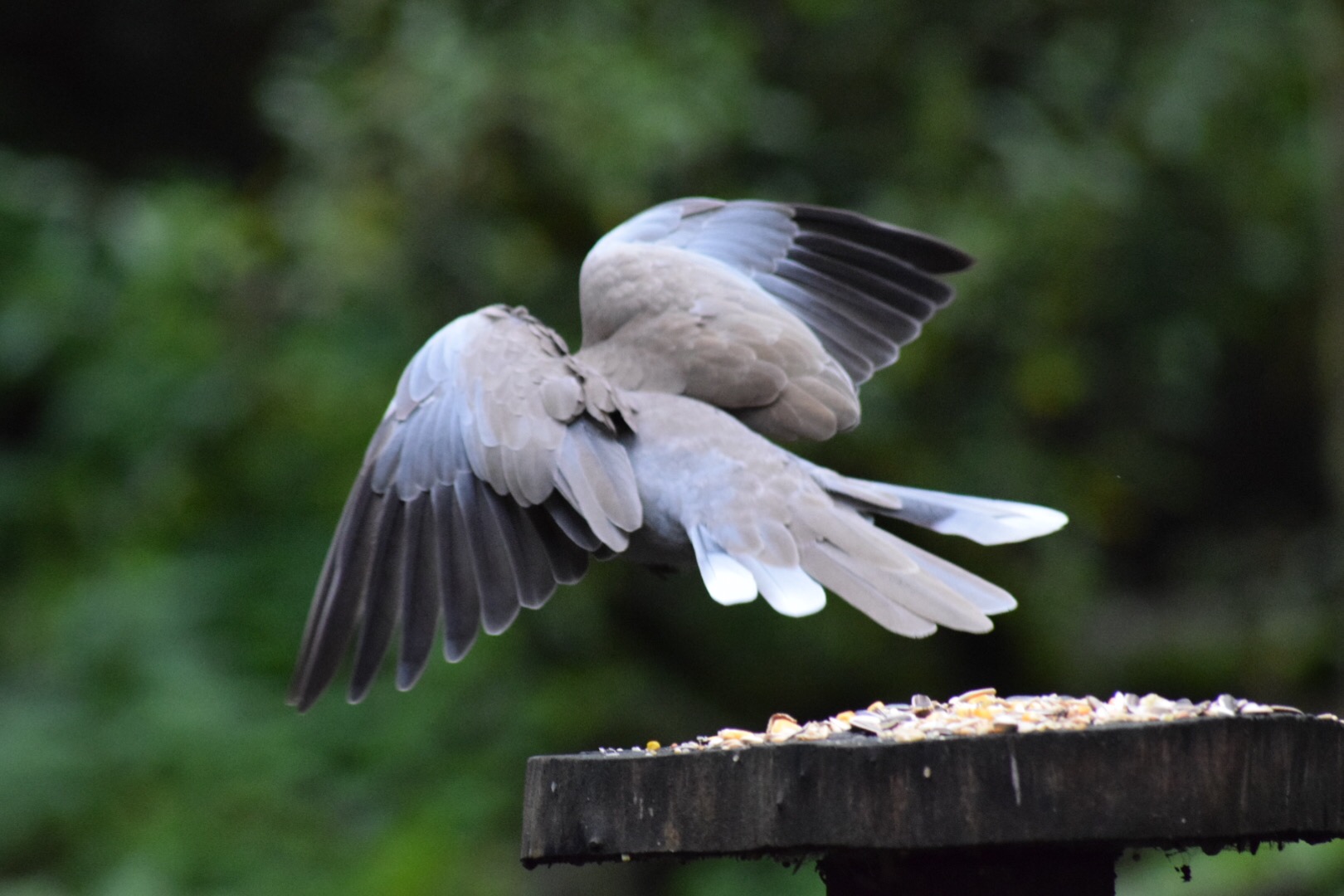 Flying Headless Bird