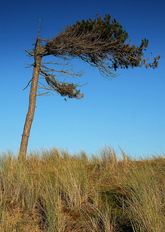 coastal tree.jpg