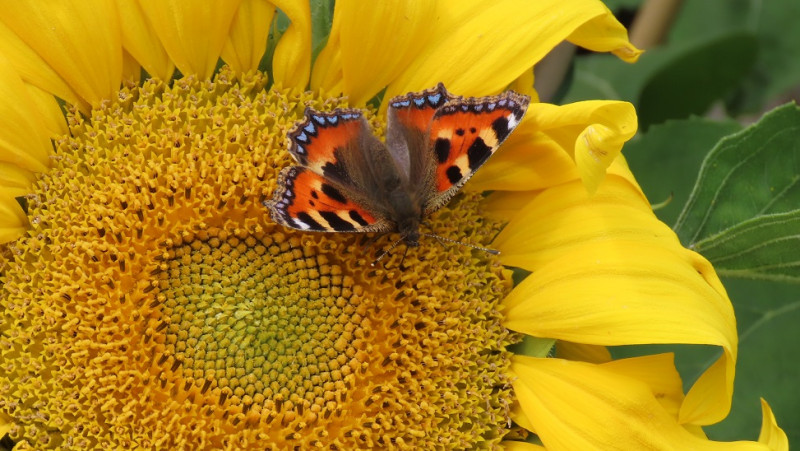 Sunflowers with Tortoiseshell (9).jpg