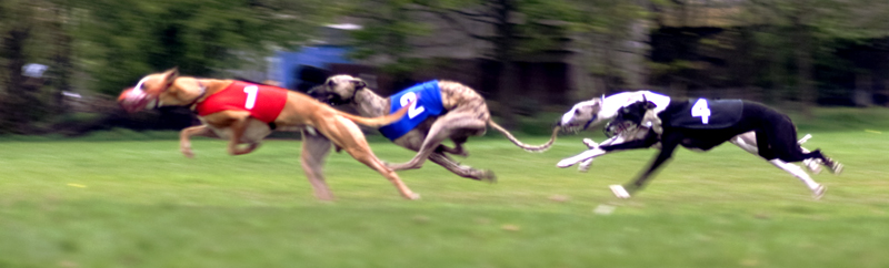 RacingWhippets.jpg
