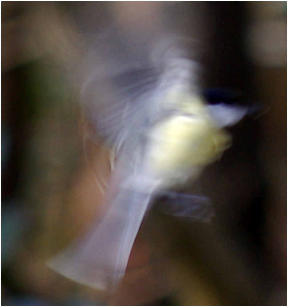 015-Flight-of-the-Great-Tit-.jpg
